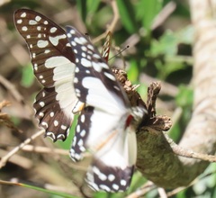 Graphium angolanus