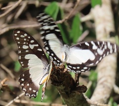 Graphium angolanus