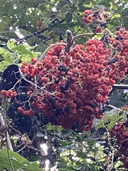 Urera baccifera