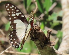 Graphium angolanus