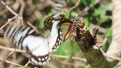 Graphium angolanus