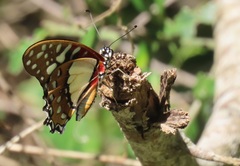 Graphium angolanus