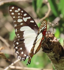 Graphium angolanus