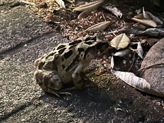 Sclerophrys pardalis