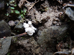 Cordyceps sinclairii