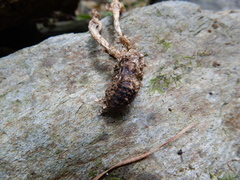 Cordyceps sinclairii