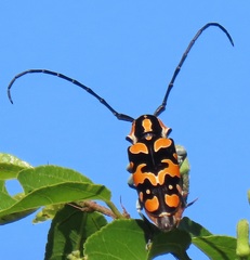 Tragocephala variegata