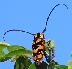 Tragocephala variegata