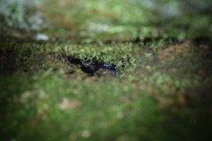 Plethodon chattahoochee