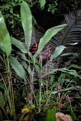 Heliconia acuminata