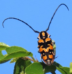 Tragocephala variegata