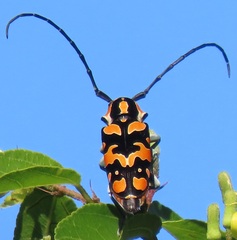 Tragocephala variegata