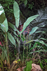 Heliconia acuminata