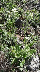 Tomostima platycarpa