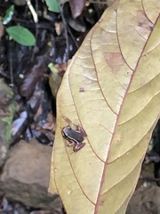 Silverstoneia flotator