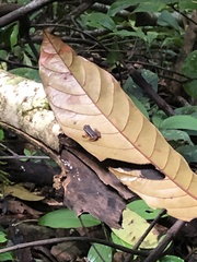 Silverstoneia flotator