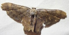 Calledapteryx dryopterata