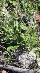 Tomostima platycarpa