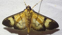 Phostria