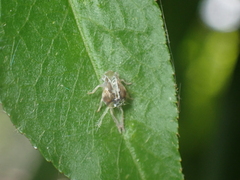 Scolypopa australis