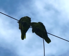 Amazona viridigenalis
