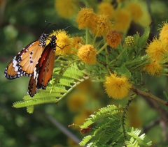 Vachellia kosiensis