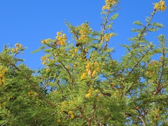 Vachellia kosiensis