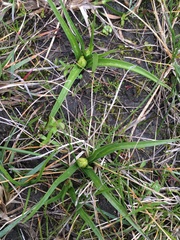 Toxicoscordion fremontii