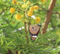 Vachellia kosiensis