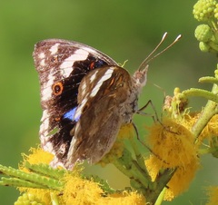 Junonia oenone oenone
