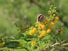 Vachellia kosiensis