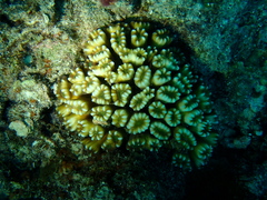 Caulastraea furcata