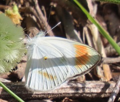 Colotis euippe