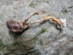 Cordyceps sinclairii