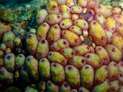 Eusynstyela latericius