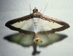 Diaphania hyalinata