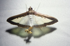 Diaphania hyalinata