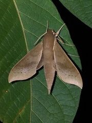 Xylophanes porcus