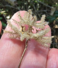 Dalechampia capensis