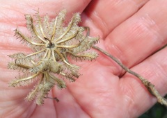 Dalechampia capensis