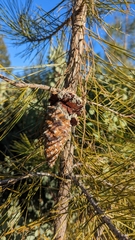 Pinus attenuata