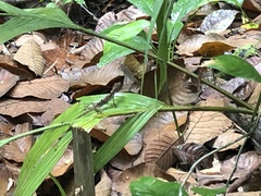 Anolis osa