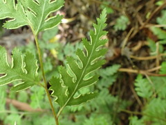 Pteris macilenta