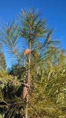 Pinus attenuata