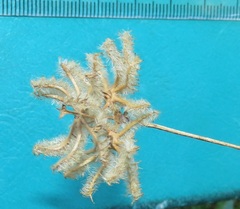 Dalechampia capensis