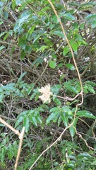 Dalechampia capensis