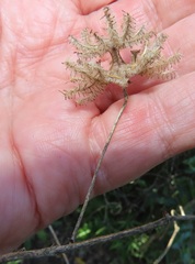 Dalechampia capensis