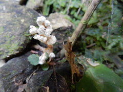 Cordyceps sinclairii