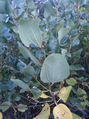 Ceanothus velutinus