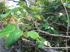 Dalechampia capensis